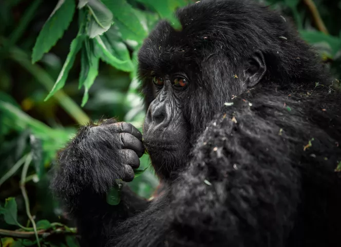 Rwanda meilleur voyage d'Afrique