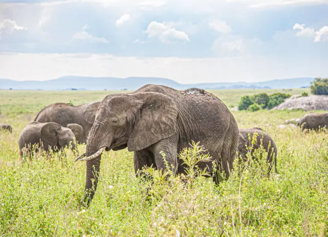 meilleur voyage d'afrique en tanzanie