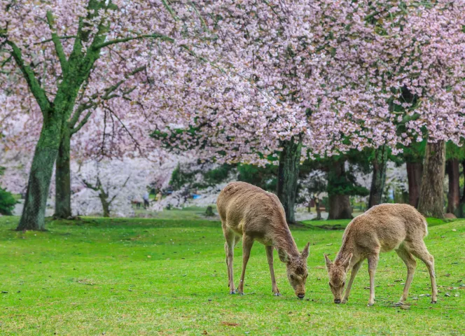 Japon plus belles destination asie