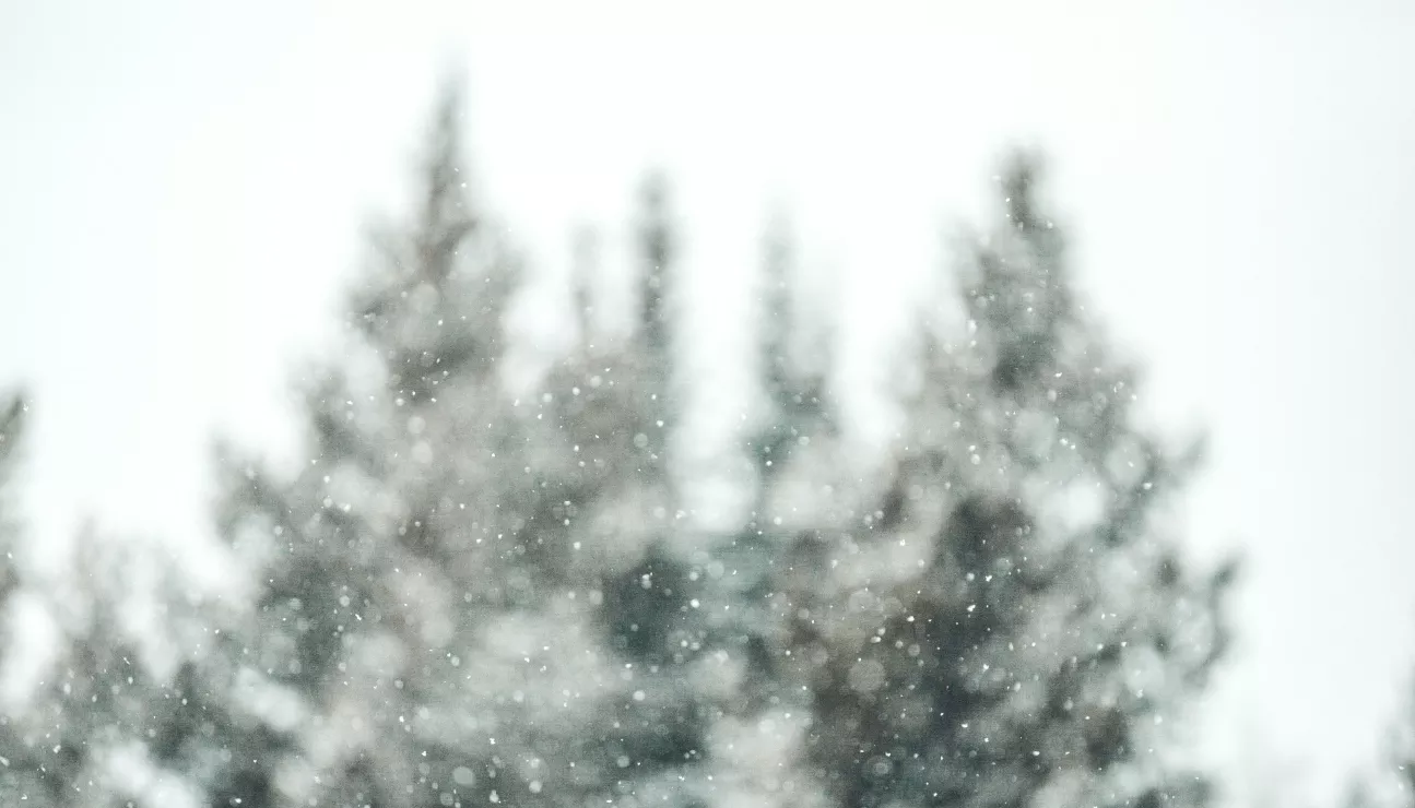 Neige 
