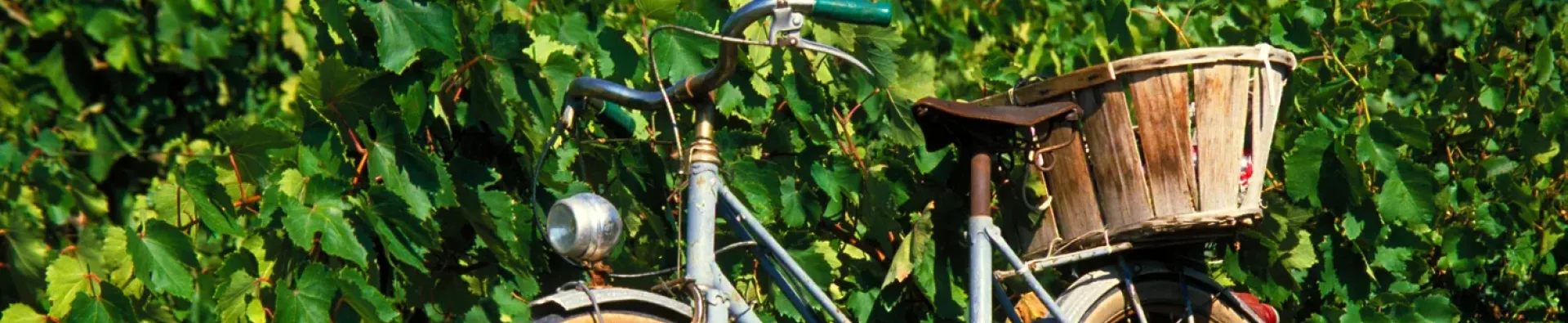 Vélo vintage avec un panier en osier dos à un buisson