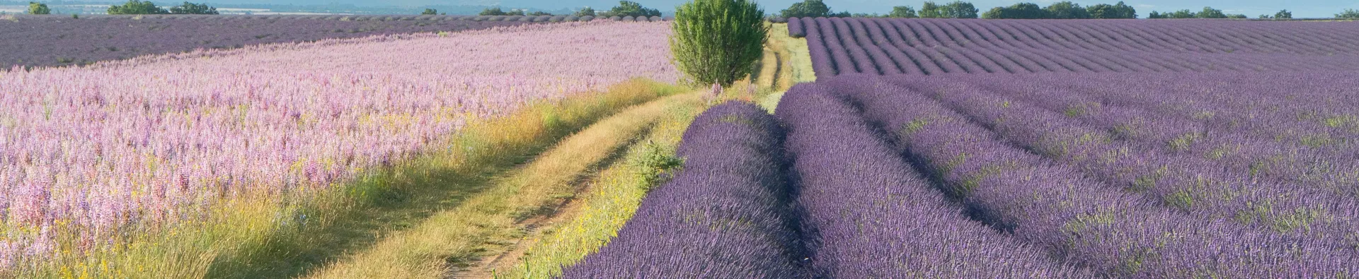 activités incontournables en Provence