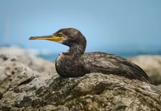 Cormoran