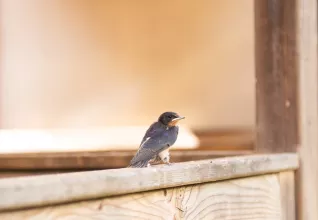 Petit oiseau sur la terrasse d'un lodge © Marine Monteils Photographe
