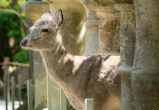 Splendeurs du Japon avec l'ATC Routes du Monde