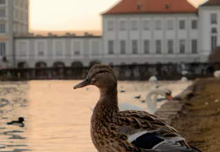 Munich et Sud de la Bavière avec l'ATC Metz